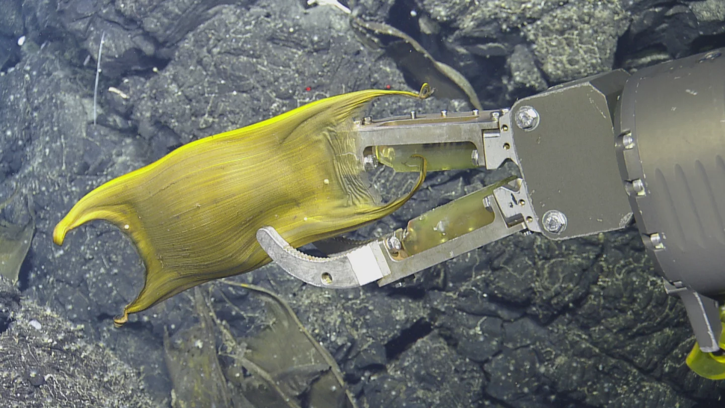 Hercules' robotic arm gently collects a skate egg case for further investigation (Framegrab from the Remotely operated underwater vehicle)