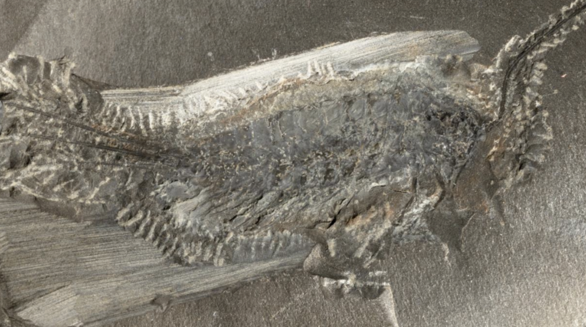 324-million-year-old animal with 24 legs reveals how life conquered land