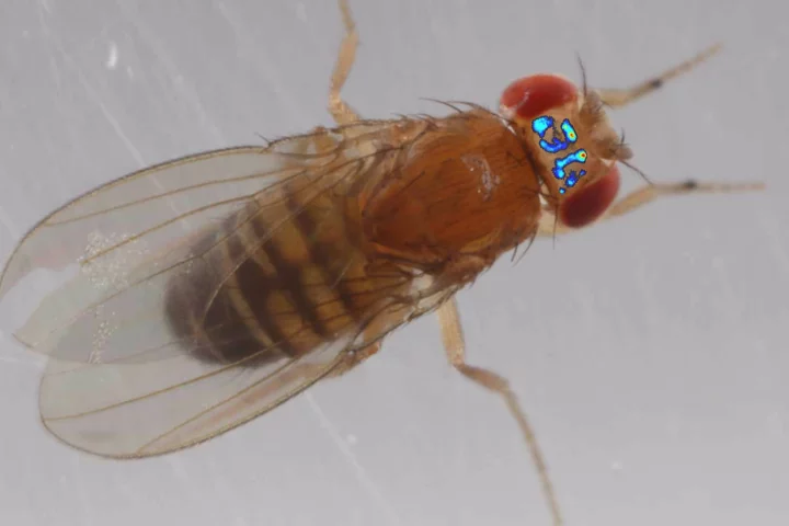 A composite image of fruit fly brain activity superimposed on a photo of a fly