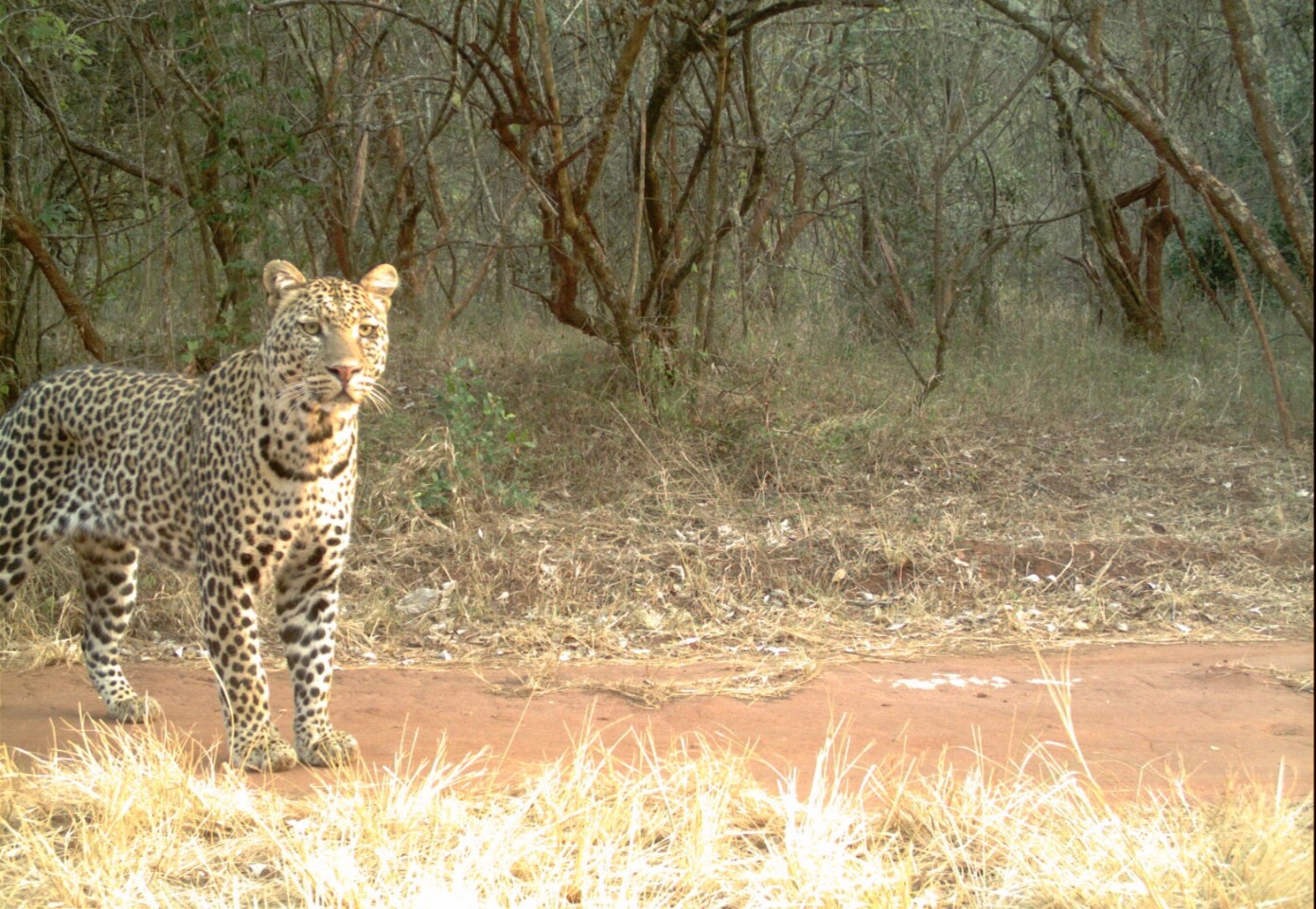 What was once a hotspot for the leopards of Africa has experienced an alarming population decline