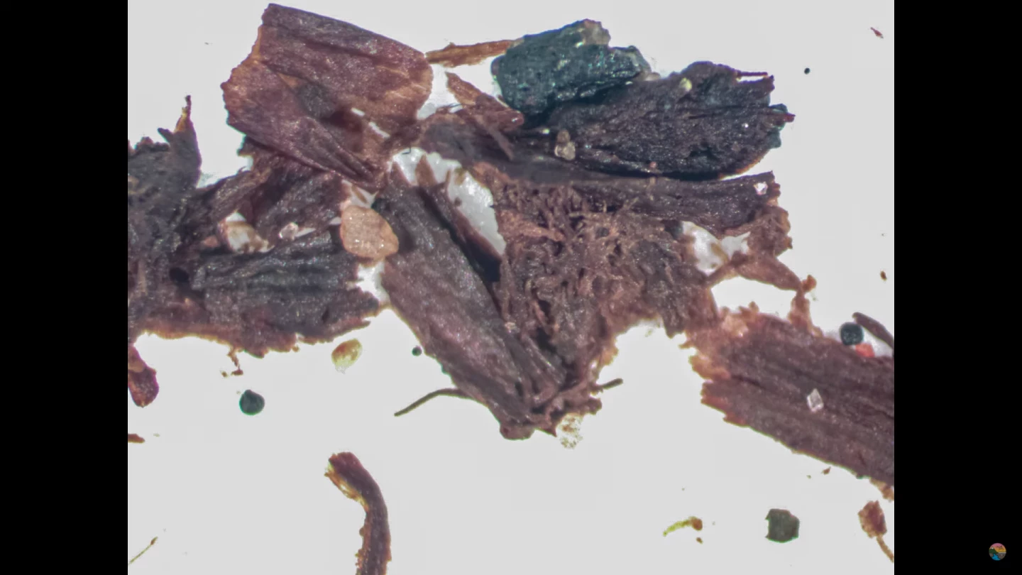 The soil samples from the ice core drilled deep beneath the Greenland ice sheet contained clear evidence of fossilized plant life