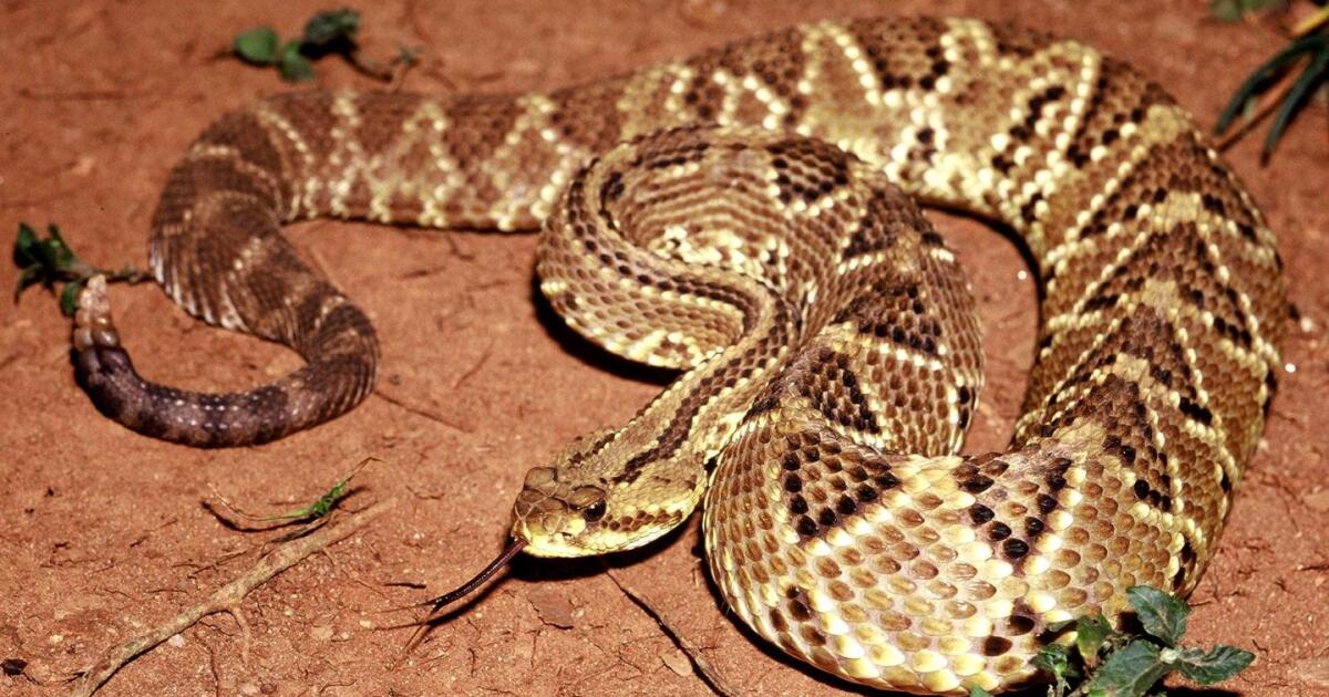 Rattlesnake venom compound points to promising new painkiller