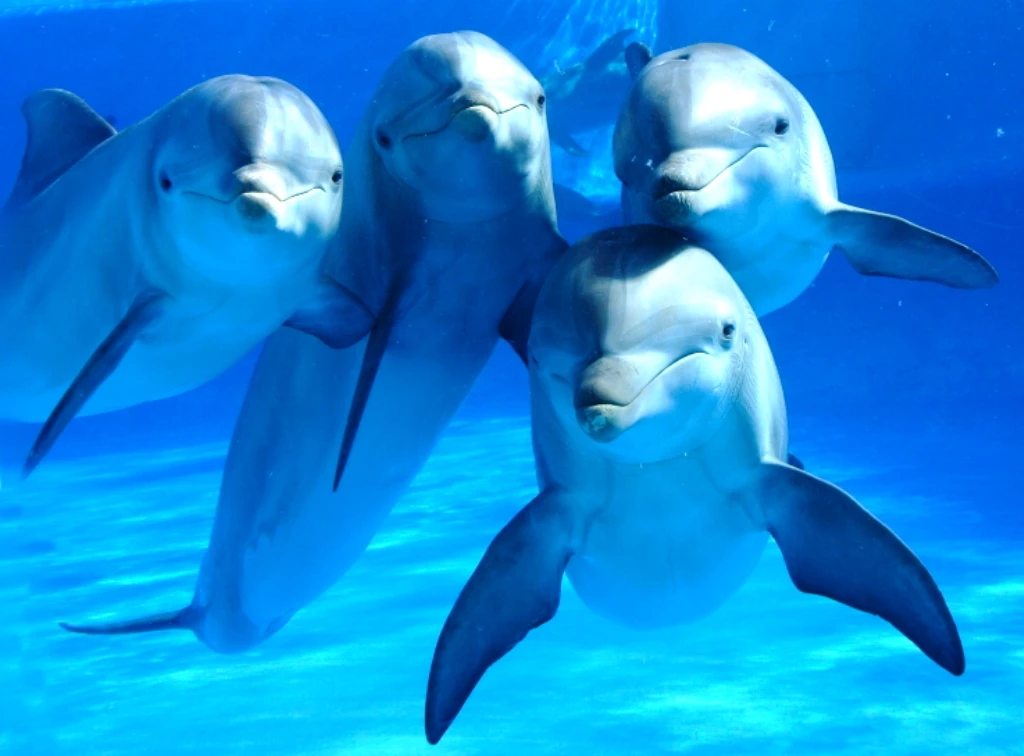 Studying the remains of several beached dolphins the research found significant signs of neurodegeneration