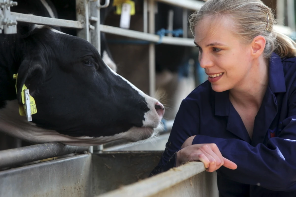 Project leader Ollie Szyszka, with one of the electronically-tagged cows