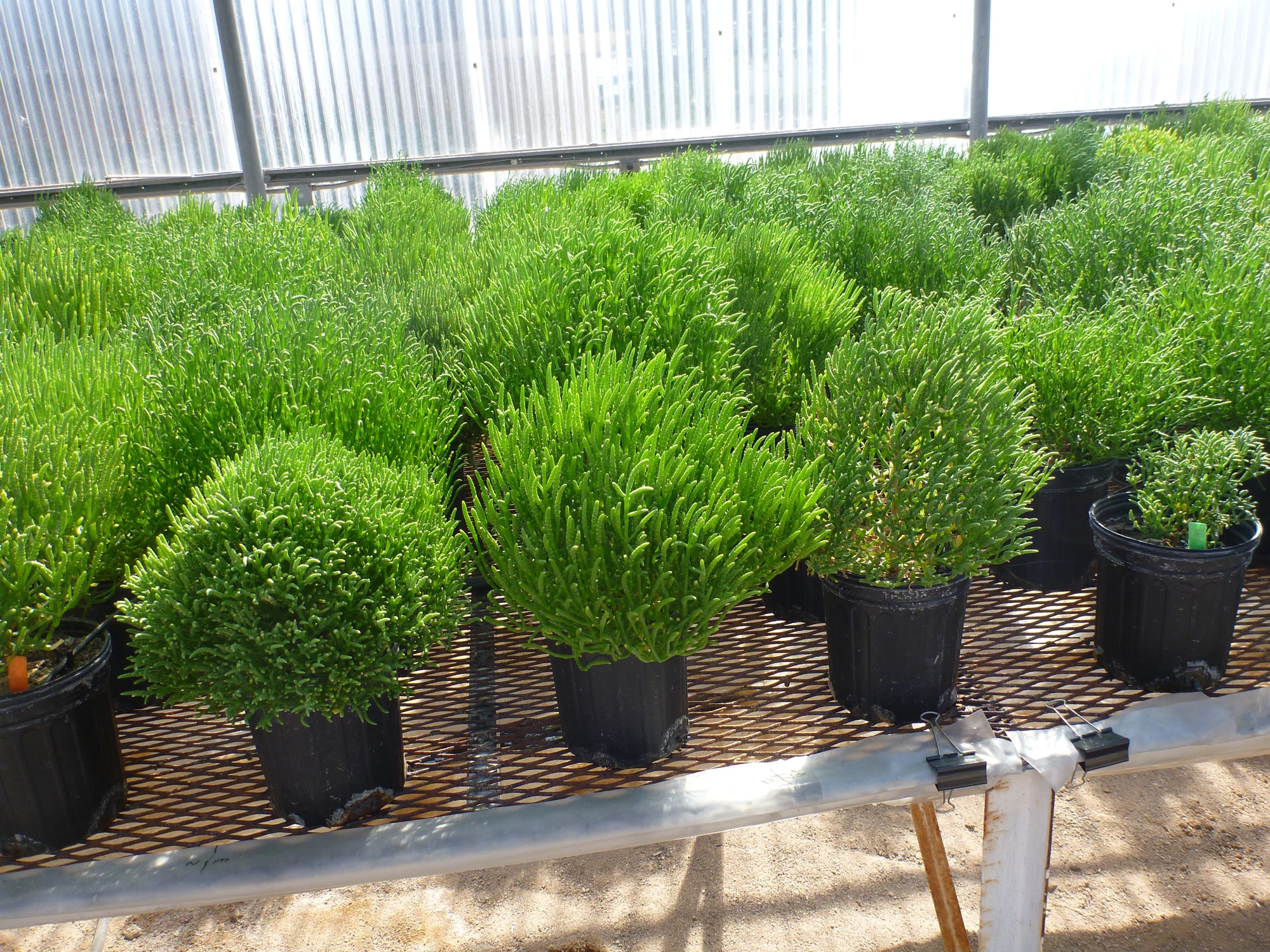 The Salicornia is one species of halophyte that is a promising feedstock for biofuel production (Photo: SBRC)