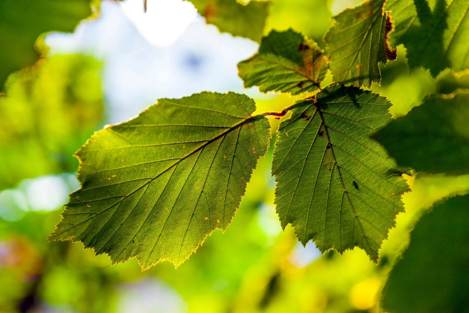 Researchers have developed a new design of artificial leaf that's able to pull carbon dioxide out of the air