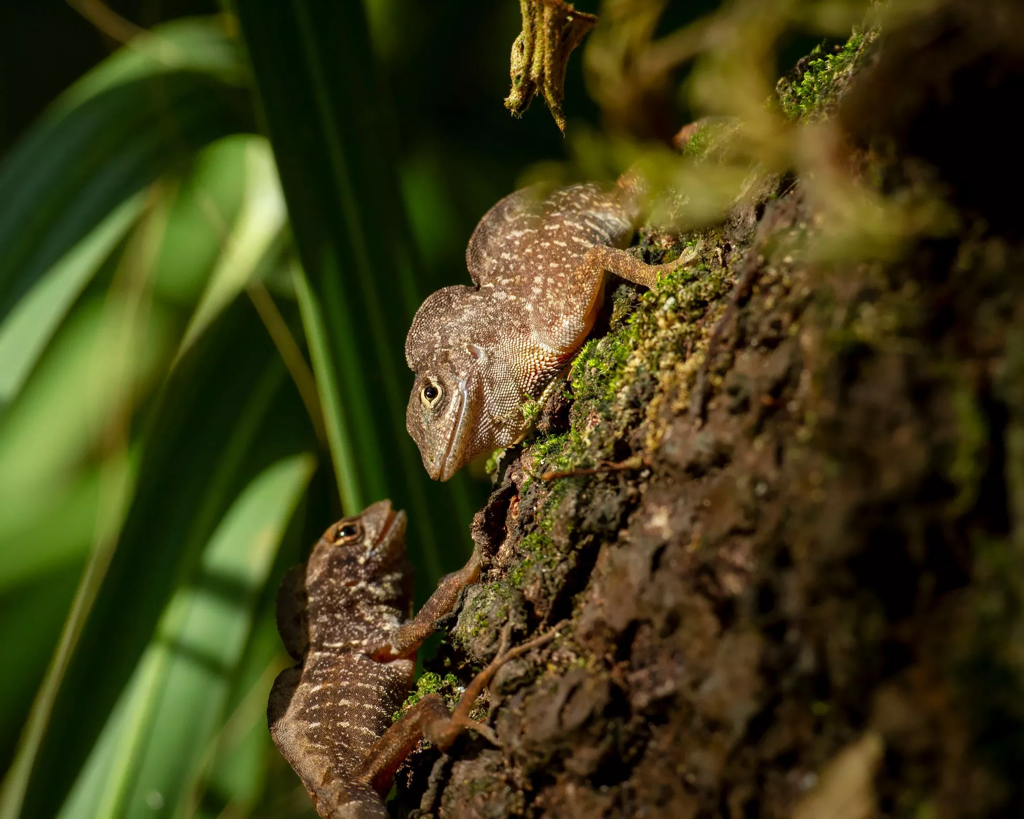 Two brown anoles in Florida