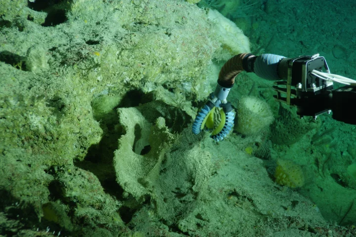 The latest soft-robotic arm can move with "unprecedented dexterity"