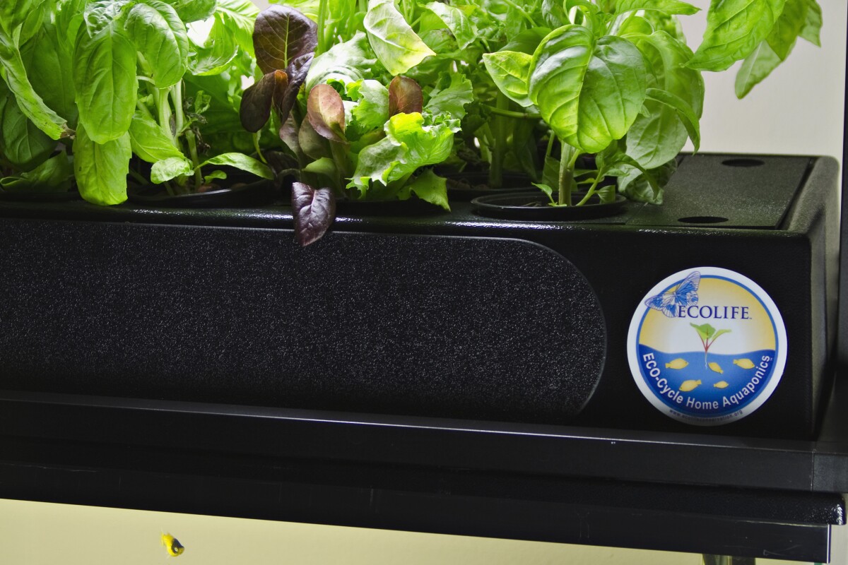 Eco Cycle Kit Grows Greens And Cleans Aquarium Water