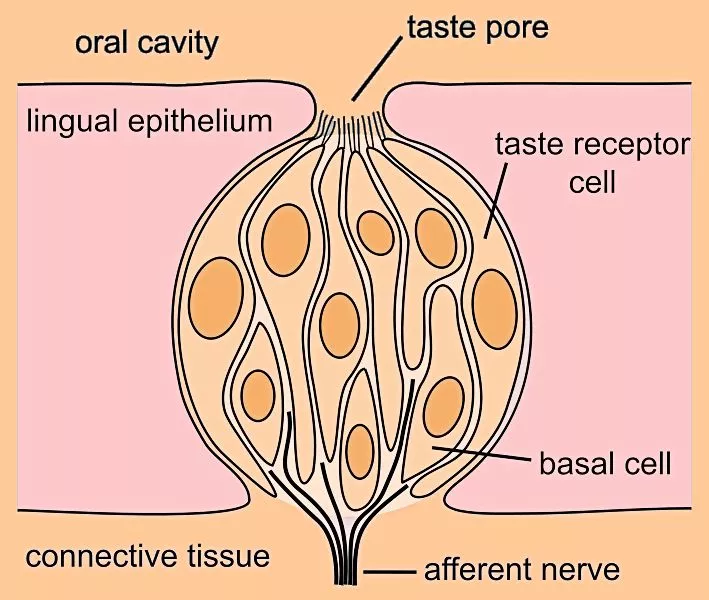 Taste bud, showing the taste receptor cells (Photo: Neurotiker via Wikimedia)