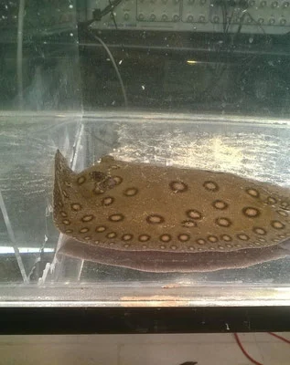 This is the first time chewing has been observed in sharks and stingrays