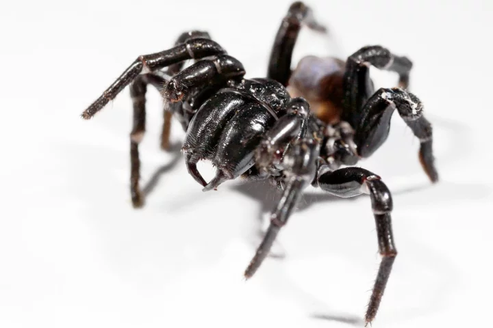 The Australian funnel-web spider could prove a lifesaver for future stroke victims after a peptide in its venom was discovered to reduce brain damage in a study involving rats