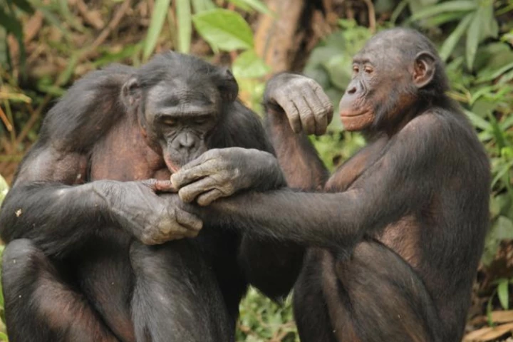 Two male bonobos groom one another at Lola ya Bonobo Sanctuary