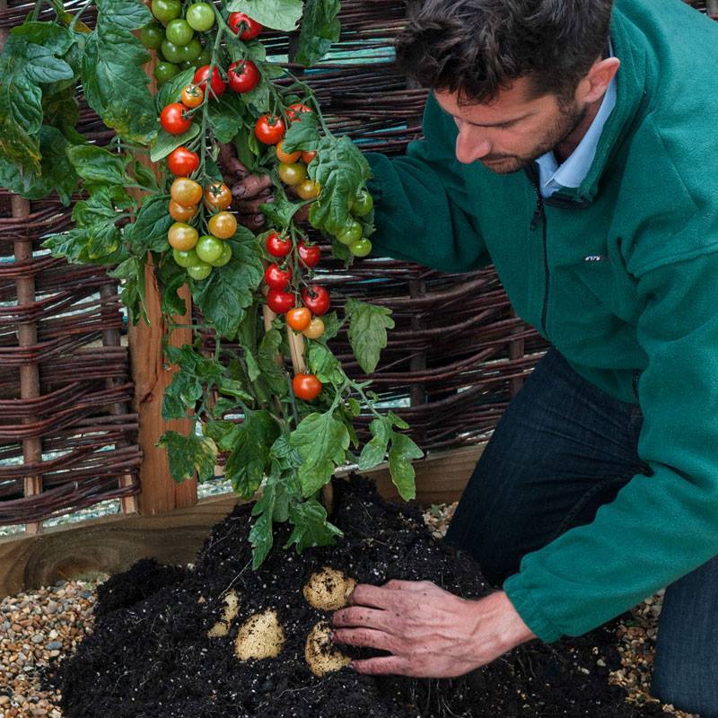 One TomTato plant can reportedly produce up to 500 tomatoes and 2 kg (4.4 lb) of potatoes in one season