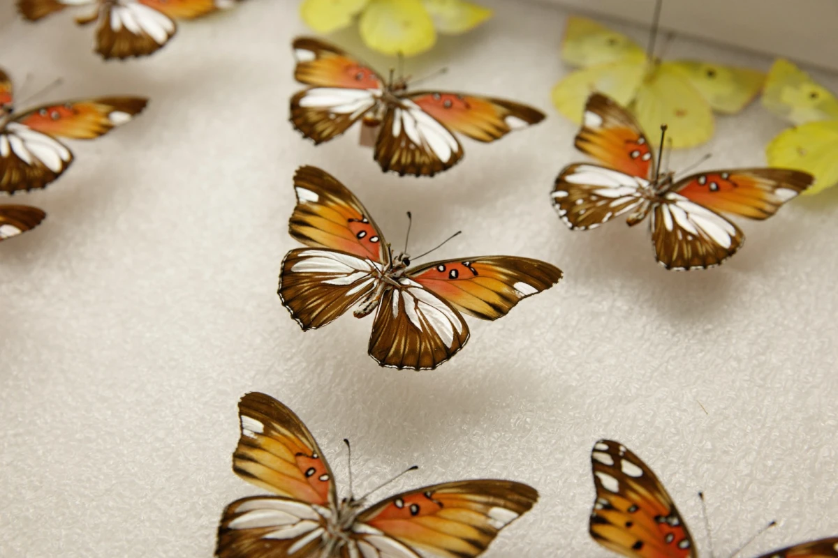 CRISPR technology has allowed scientists an entirely new way to understand genes and evolution