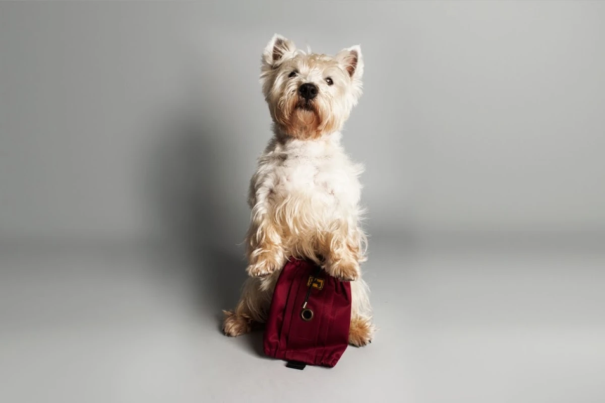 The Jekies Glovebag is designed to make picking up after your pooch more civilized