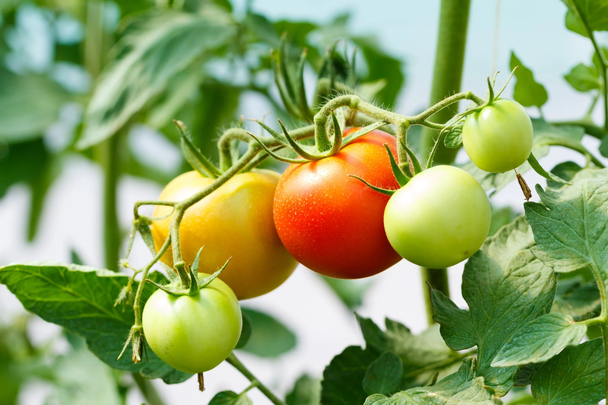 The research indicates that tomato fruits can send electrical warning signals "upstream" to the main plant