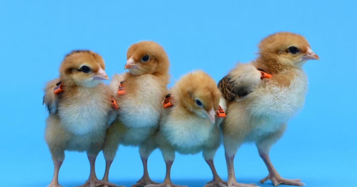 hens produce birds of a different feather