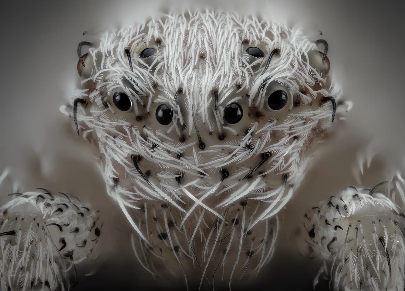 6th Place winner in the Nikon Microscopic Photography Awards. Small white hair spider