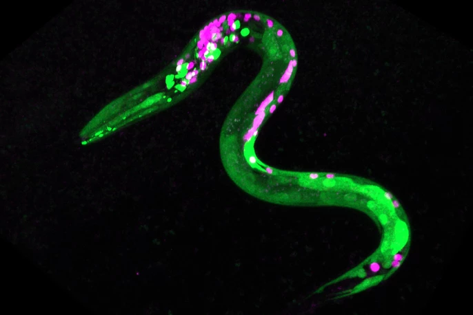 Image of a C. elegans worm genetically engineered to show fluorescence – the green dots are neurons that have responded to cannabinoids