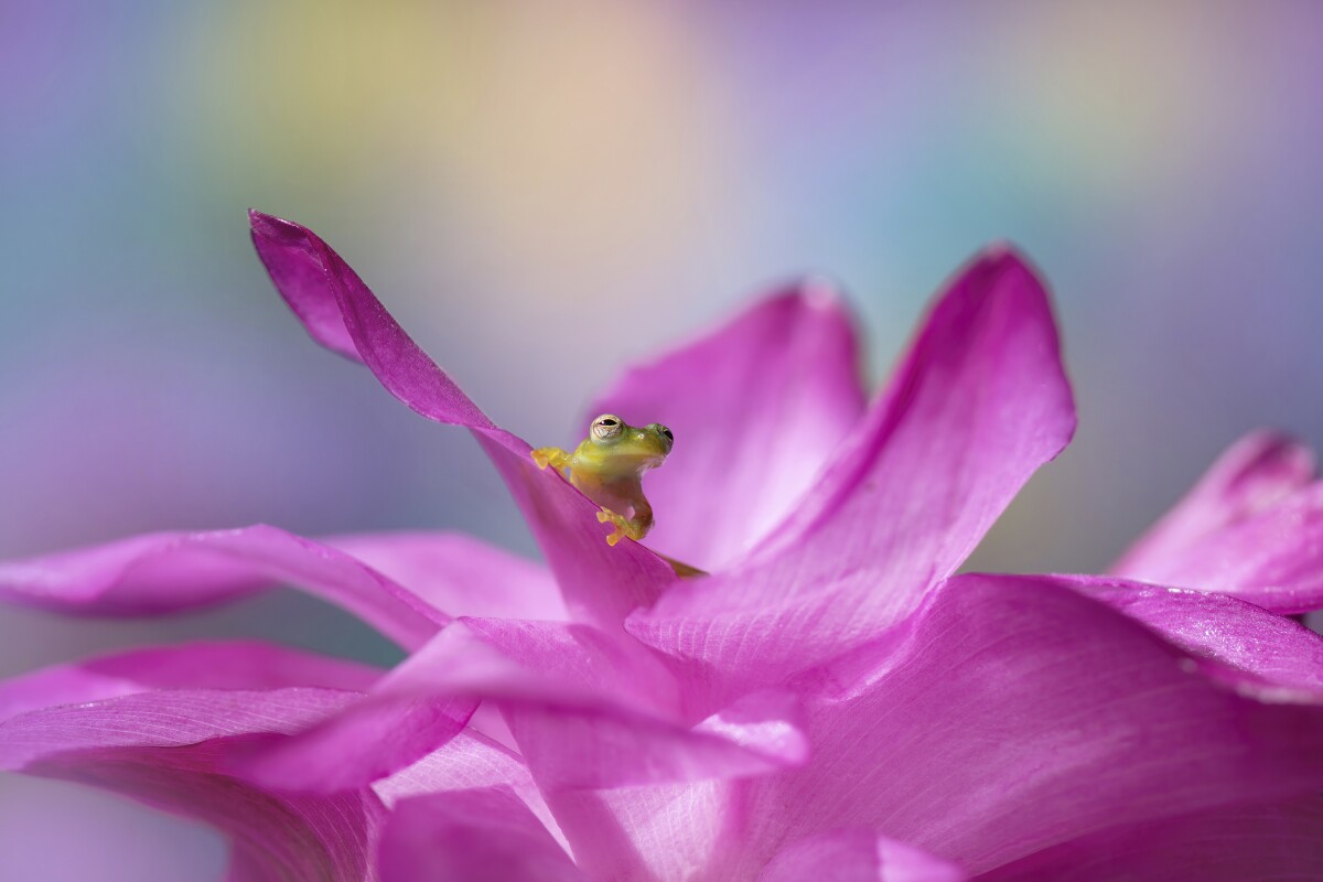 Commended. Posing. Rainforest, Costa Rica. A tiny glass frog on a flower in the rainforest