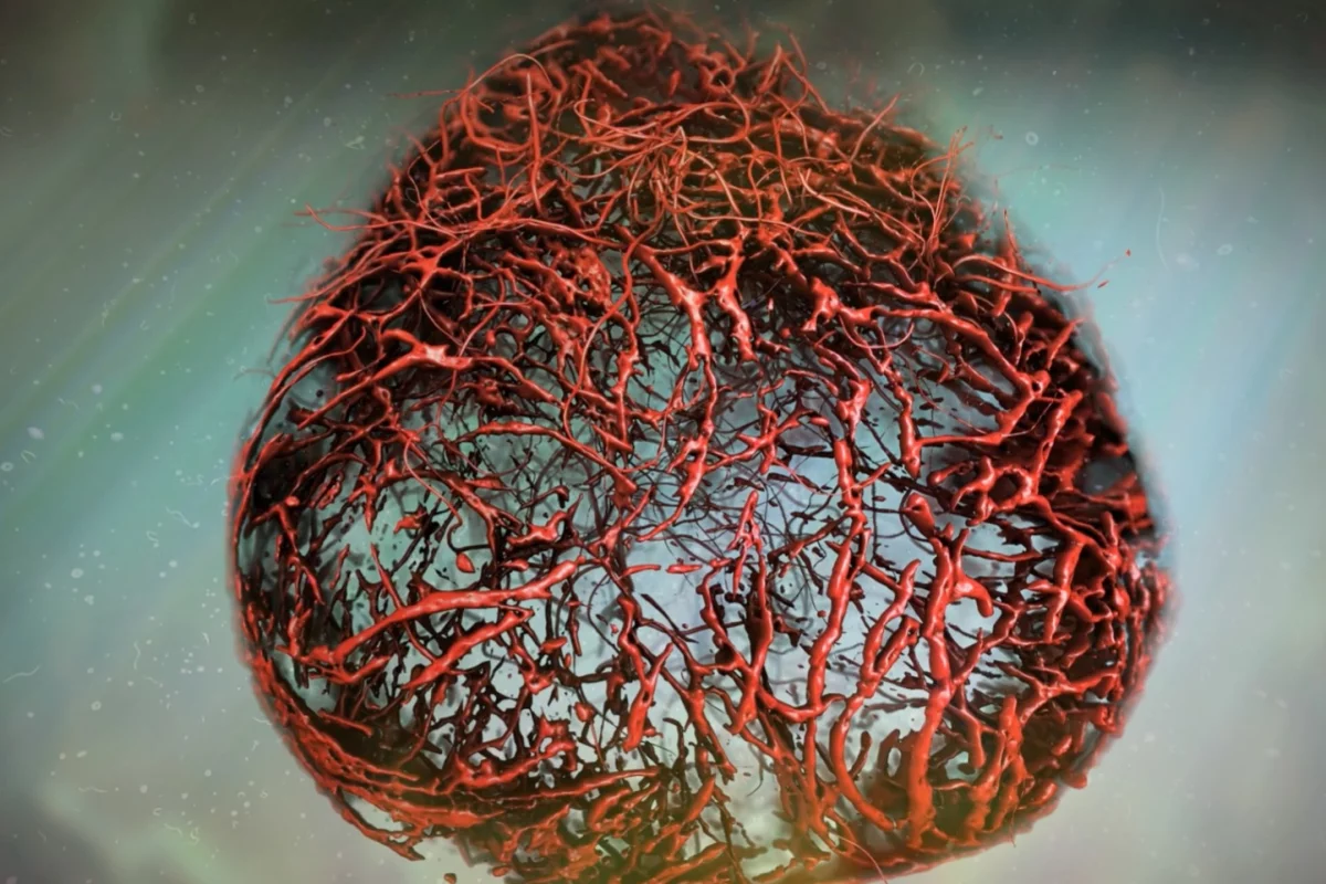 Stem cell researchers have grown human blood vessels in the lab, allowing for risk-free experimentation on live human tissue