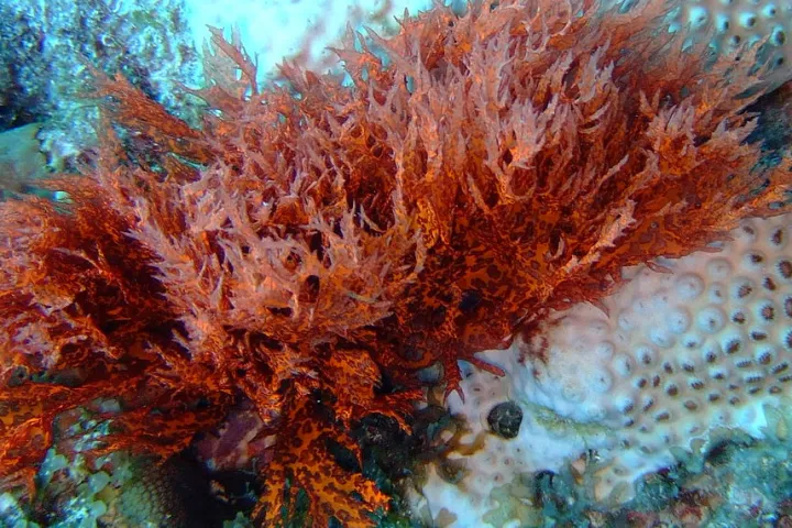 Red algae is a source of bacteria-killing lanosol (Photo: John Martin Davies)
