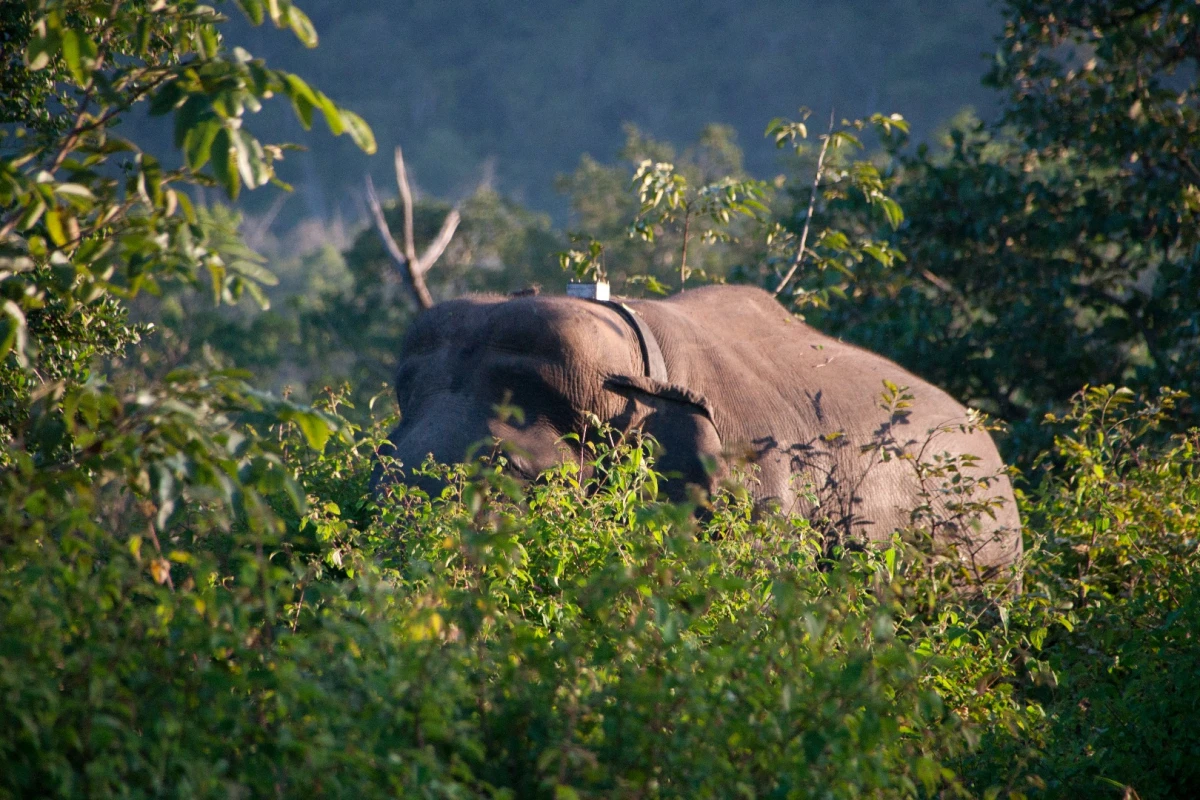 A radio-collared elephant in India