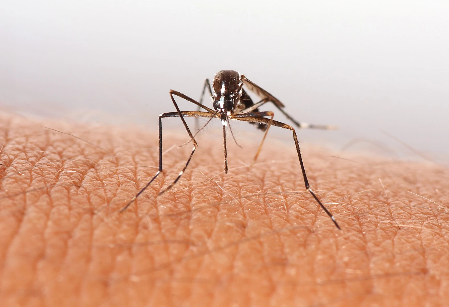 Mosquitos use four techniques to pierce skin without pain