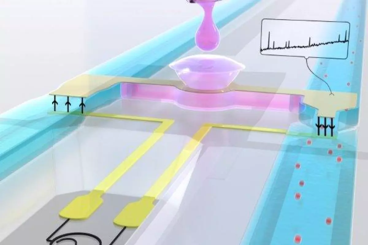 The fertility chip causes sperm to flow through a liquid-filled channel, where they pass underneath electrode bridges (at right)