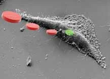 A typical human cell is the size of about 10 square micrometers and with transistors the size of nanometers, hundreds of today's smallest transistors could fit inside a single cellCredit: J.A.Plaza, IMB-CNM.(CSIC)