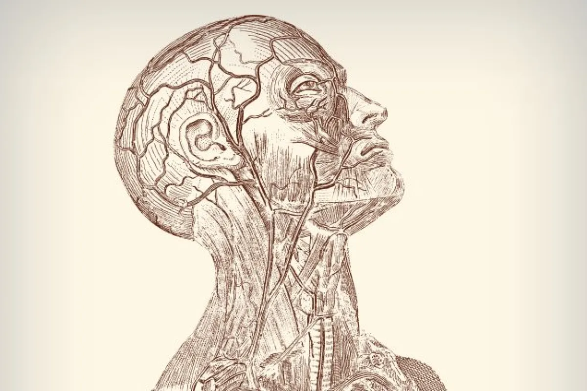 Scientists have developed a system in which a scan of the blood vessels within a person's face could be used to verify their identity (Image: Shutterstock)