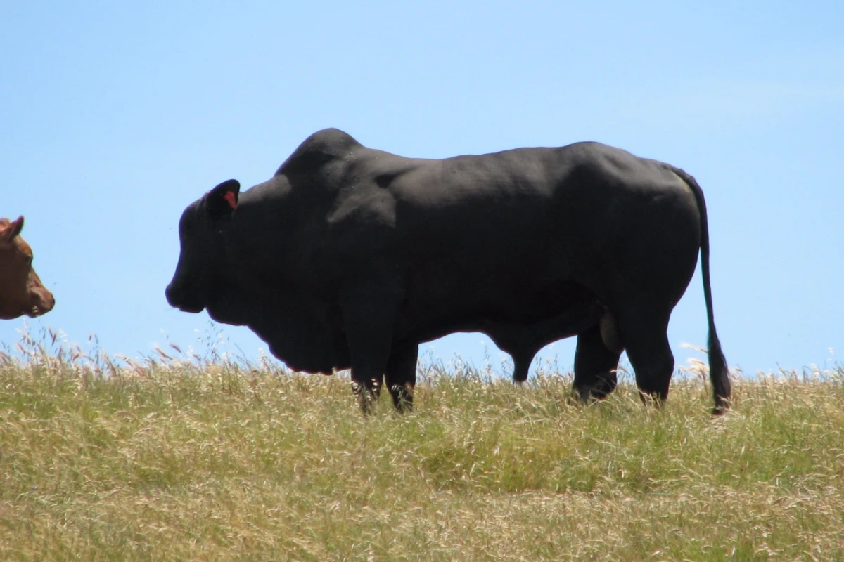 The Brangus was bred to draw on the best traits of both the Angus and Brahman cow