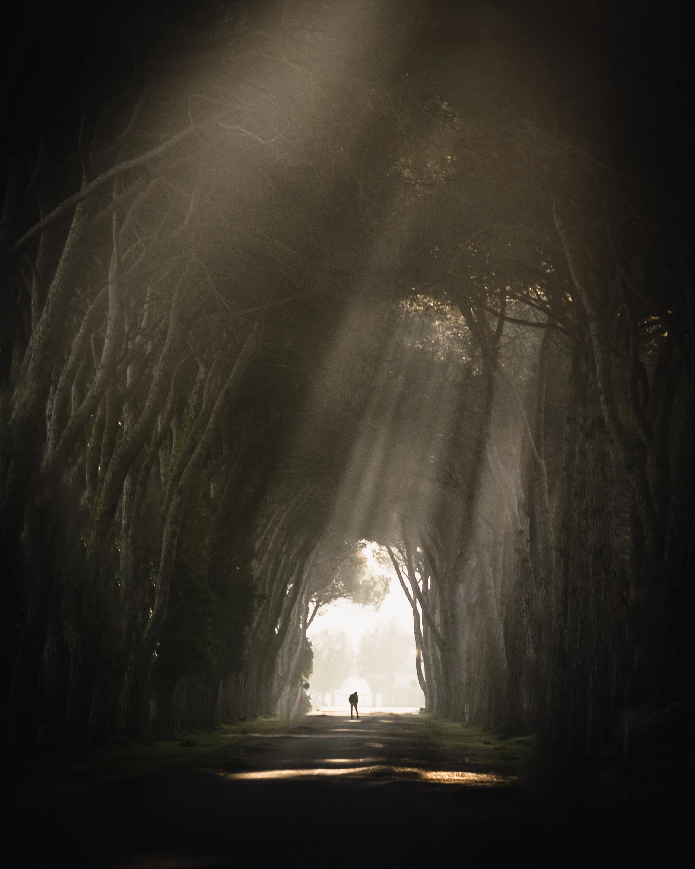 'Early mornings in the National Park' by @hi.jewi (Germany)