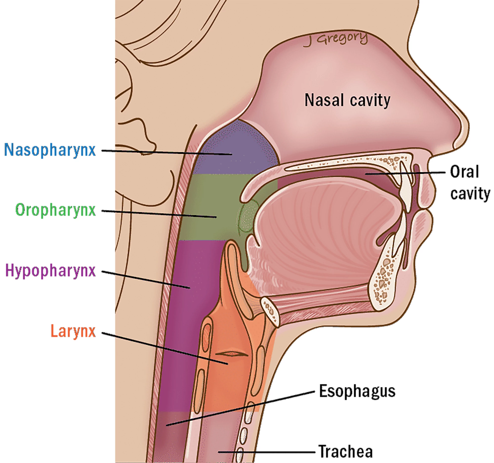 Anatomy of the head and neck relevant to cancer sites