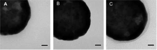(A) a bare nanoparticle, (B) a nanoparticle prepared for coating and (C) a nanoparticle coated with a thin layer of drug-delivering hydrogels – the scale bar is 20 nm