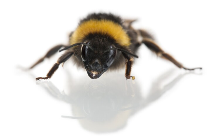 Through
experiments on bumblebees,
scientists have documented what they
believe to be the first evidence of
play behavior in insects