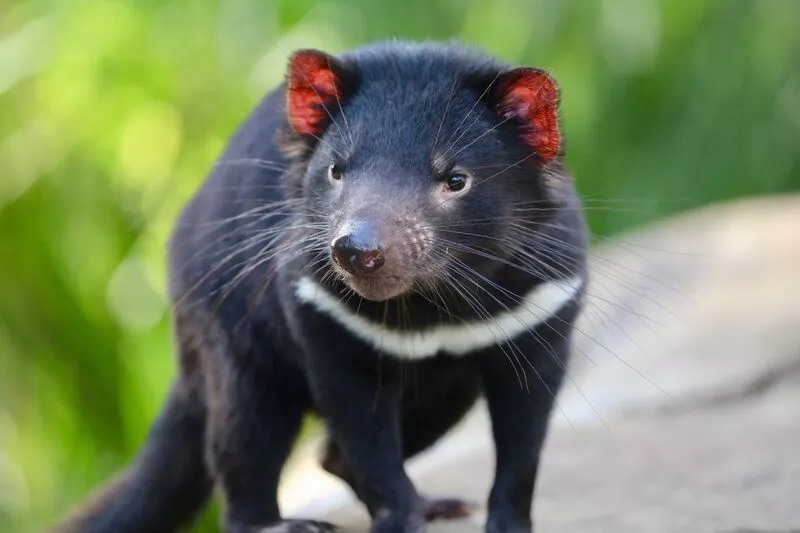 Only around 25,000 Tasmanian devils remain in their natural habitat