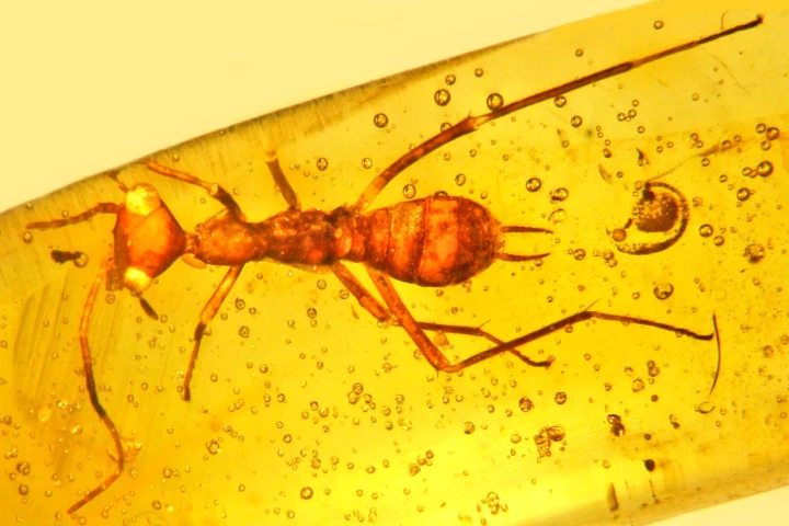 The scientists actually found two examples of the now-extinct species