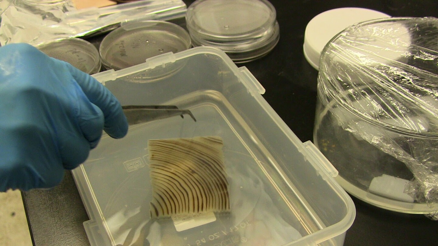 Researchers at the University of Maryland developed the mateirial by removing a molecule from its makeup called lignin