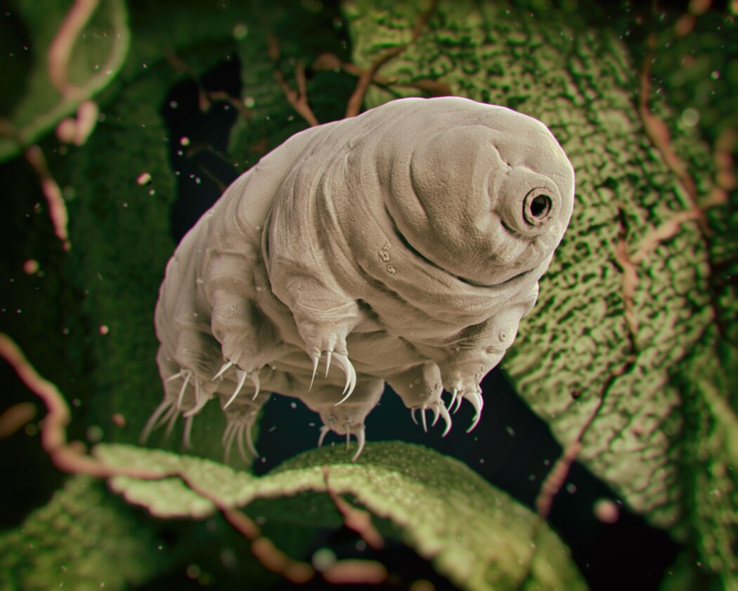 Studies have suggested that it might take the death of the Sun to kill off the mighty tardigrade