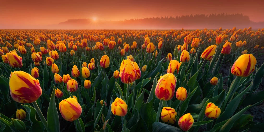 3rd Place, Epson Digital Art Prize. Intimate Tulips, Flevoland, The Netherlands