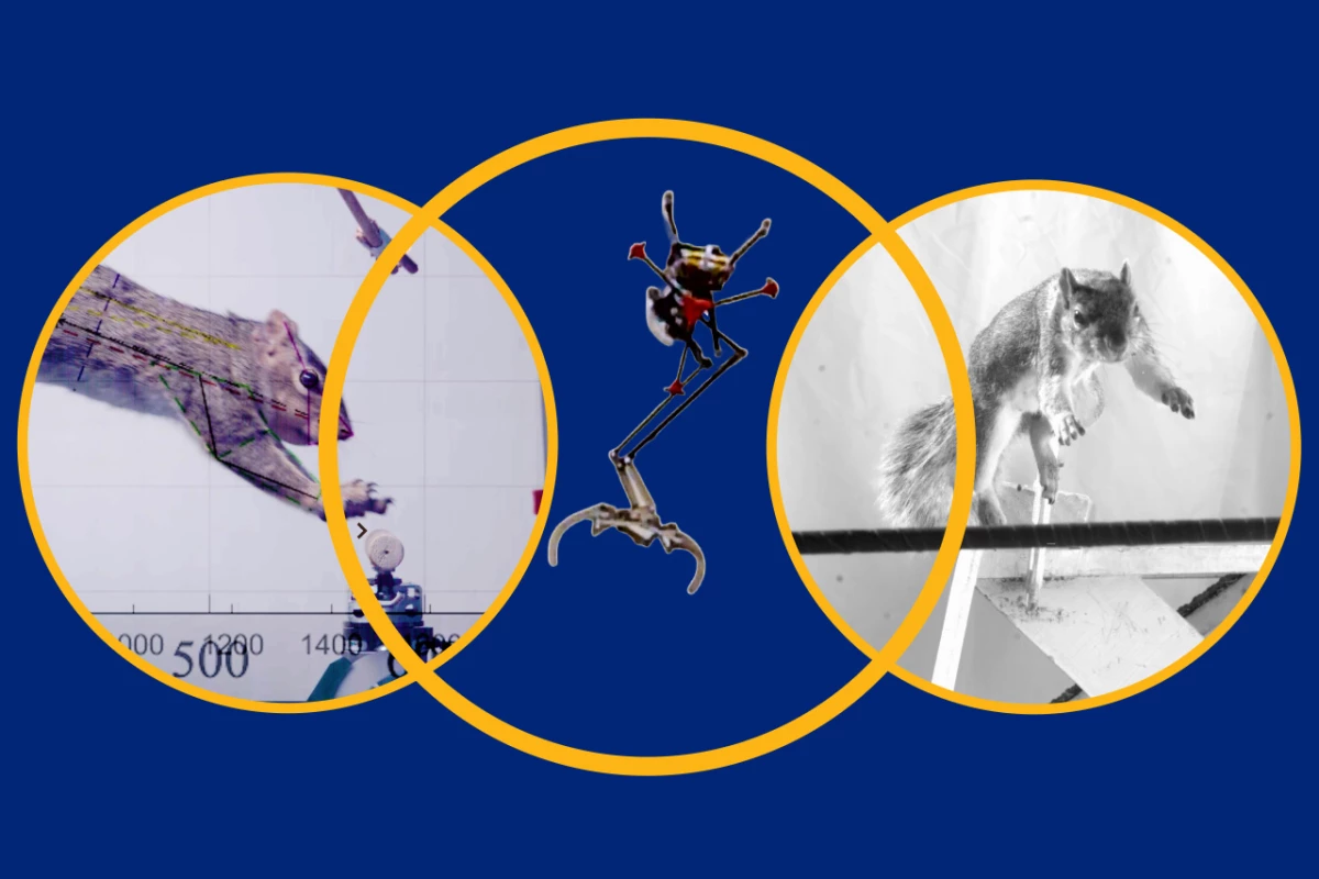 Squirrels might well be the best jumpers in nature, and there's a lot they can teach robots about landing on flimsy branches