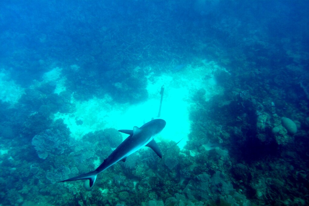 A Grey reef near an acoustic receiver. Image credit: Andrew Boomer, Sydney Institute of Marine Science