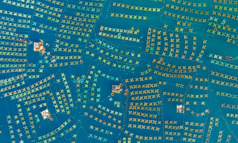 Lobster Village: Commended in the Abstract category