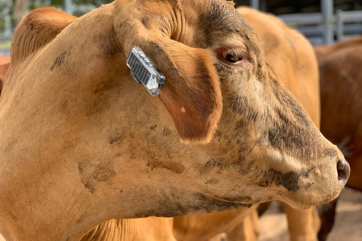 Plans call for the Ceres Tag to be made smaller and lighter, and to also incorporate a body-temperature sensor