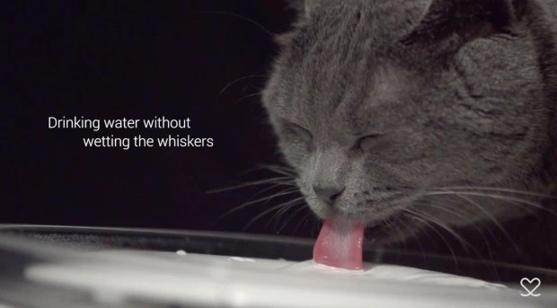 Most cats will appreciate the attention to detail