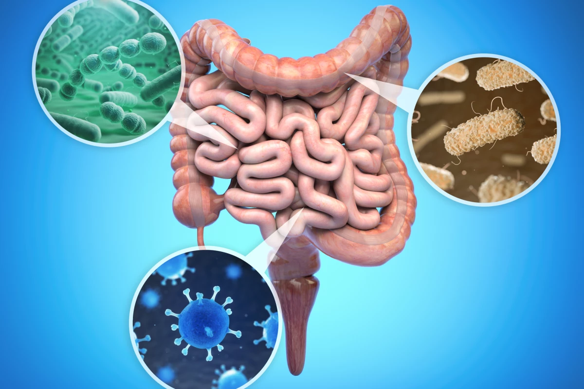 Two studies suggest a general healthy diet is the best way to maintain gut bacteria diversity and general health