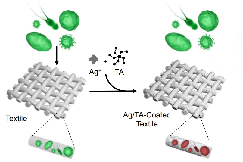A diagram illustrating the antibacterial functionality of the colorless Ag/TA coating, which is less than 10 nanometers thick