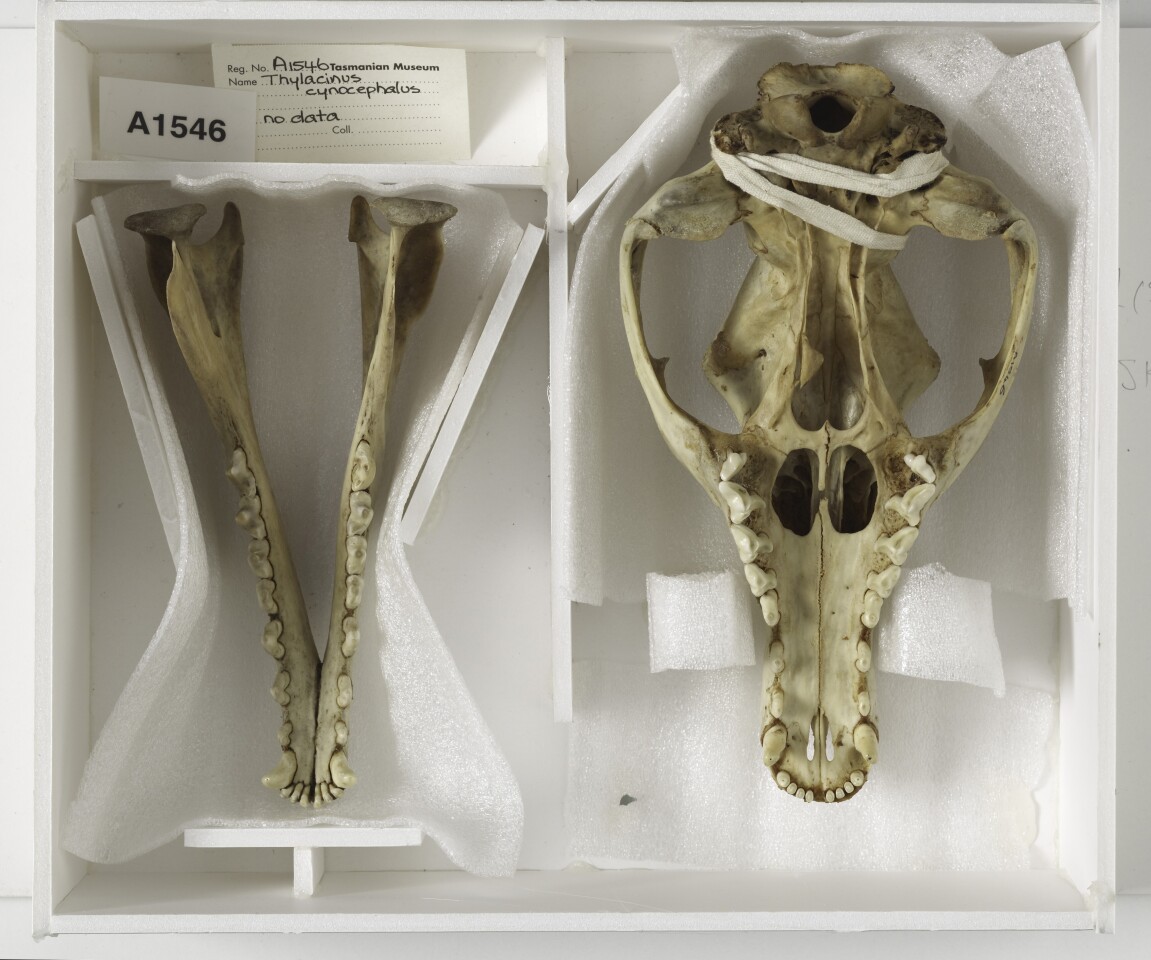 The thylacine skull now linked to the last known individual of the species. The pattern of wear on the teeth indicated it was from a very old animal